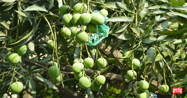 ফলের দামে নেই পরিবর্তন বাজারে আসছে কাঁচা আম