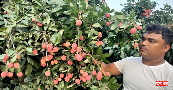 খরায় সোনারগাঁয়ের লিচু ব্যবসায়ীদের মাথায় হাত