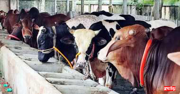 এ বছর নগরীতে পশু জবাইয়ের নেই কোনো নির্দিষ্ট স্থান