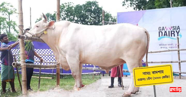 রূপগঞ্জের কোরবানীর হাট মাতাবে ২৫ মন ওজনের বাদশাহ