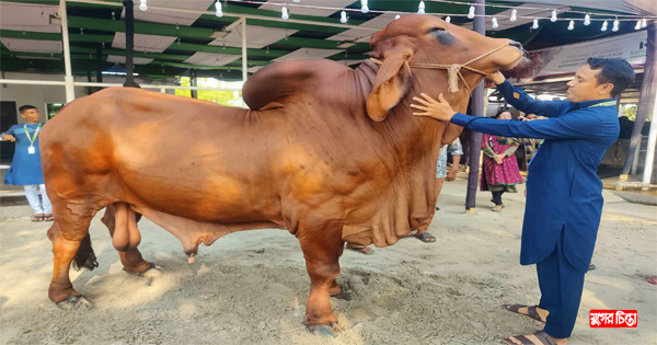 &lsquo;হামজা&rsquo;র মূল্য হাঁকা হচ্ছে অর্ধকোটি টাকা