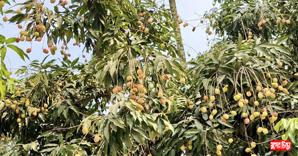 সোনারগাঁয়ের বাগানগুলোতে লিচুর গায়ে তাপের দগদগে ক্ষত