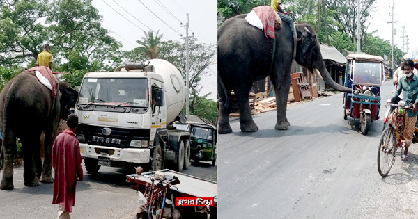হাতি দিয়ে অভিনব কায়দায় পরিবহনে চাঁদাবাজি &nbsp;