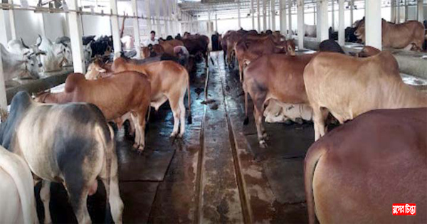 নারায়ণগঞ্জে চাহিদার তুলনায়&nbsp;কম কোরবানির পশু