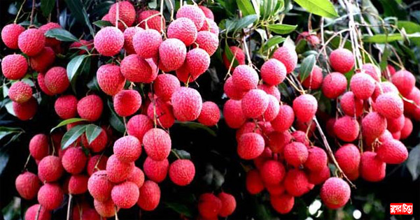 পাগলার নকল লিচু জুস কারখানার মালিক উজ্জল এখন শত কোটি টাকার মালিক