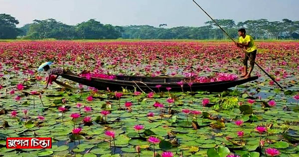 রূপগঞ্জে অপরূপা লাল শাপলার বিল শিমুলিয়া