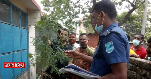 রিক্সার গ্যারেজের পাশে গাঁজার চাষ