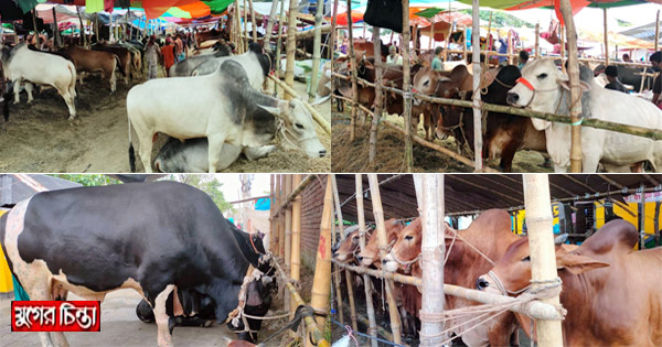 নারায়ণগঞ্জের হাটগুলোতে&nbsp;পশু বেশি, ক্রেতা কম