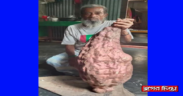 সোনারগাঁয়ে ১২ কেজি ওজনের মিষ্টি আলুর সন্ধান &nbsp;
