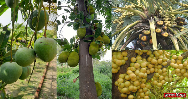 রসালো ফলের মাস জ্যৈষ্ঠে, ফলে রসে টইটুম্বুর