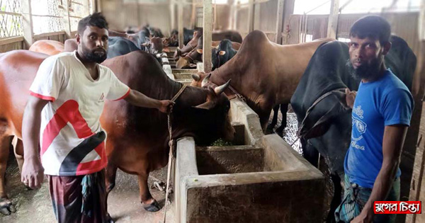 দেশীয় প্রজাতির গরু পালন করে সফল&nbsp;ব্যবসায়ী সাদেক ভূইয়া&nbsp;