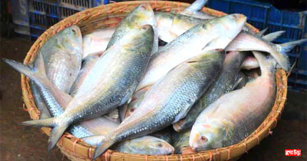 ভরা মৌসুমে ইলিশের আকাশছোঁয়া দাম