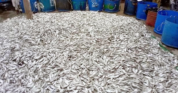 নৌ পুলিশের অভিযানে ৬০মন জাটকা আটক&nbsp;