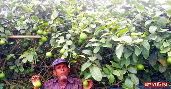 লেবু চাষে সফল সোনারগাঁয়ের কৃষক শফিকুল ইসলাম&nbsp;