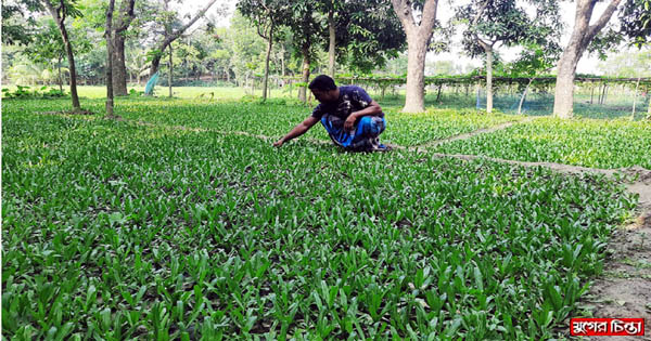 রূপগঞ্জে প্রবাসীর আয় বিলাতী ধনেপাতায়