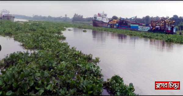 রূপগঞ্জে শীতলক্ষ্যায় কচুরিপানায় ভোগান্তি