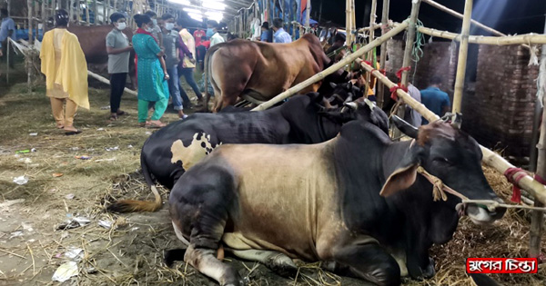 নাসিকের ৬টি হাটে আসতে শুরু করেছে&nbsp;কোরবানীর পশু, দর্শনার্থীদের ভীড়