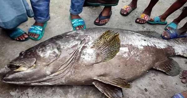 সেন্টমার্টিনে ধরা পড়ল ৯০ কেজি ওজনের বোল মাছ