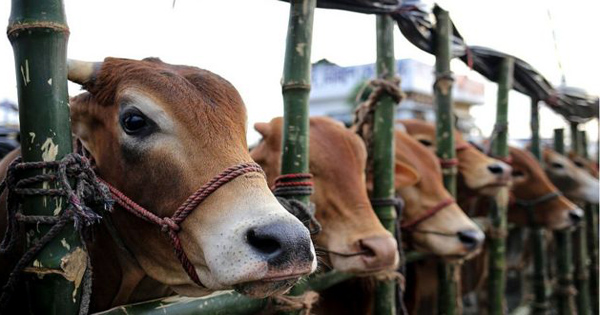 কোরবানির ঈদে পশুর কোন সংকট হবে না