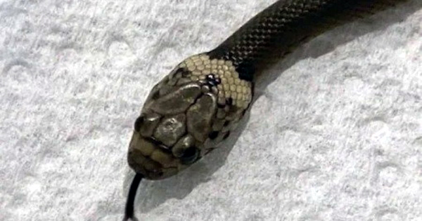 ওড়িশায় মানুষের কামড়ে মরলো বিষধর সাপ