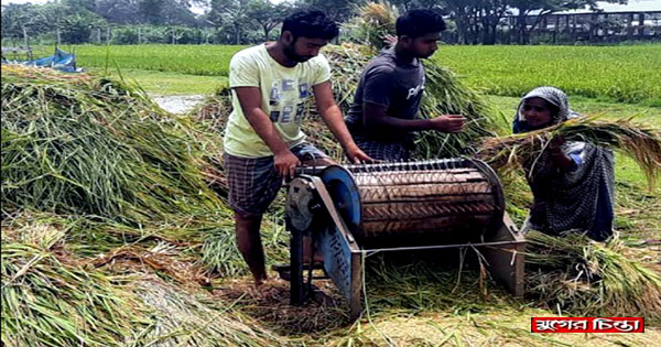 রূপগঞ্জে বোরো ধানের বাম্পার ফলন