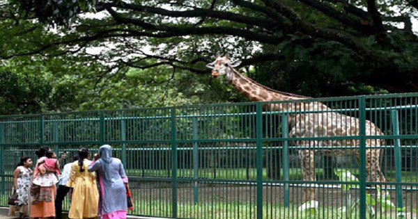 দর্শনার্থীদের ভিড়ে প্রাণ ফিরে পেয়েছে জাতীয় চিড়িয়াখানা