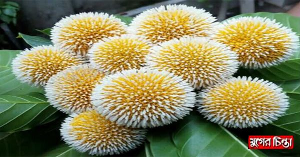 হারিয়ে যাচ্ছে আষাঢ়ে ফুল কদম &nbsp;