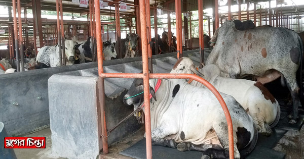 চারশো খামারে শেষ সময়ের ব্যস্ততা&nbsp;