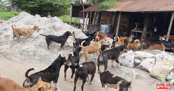 বেড়েছে বেওয়ারিশ কুকুরের উৎপাত