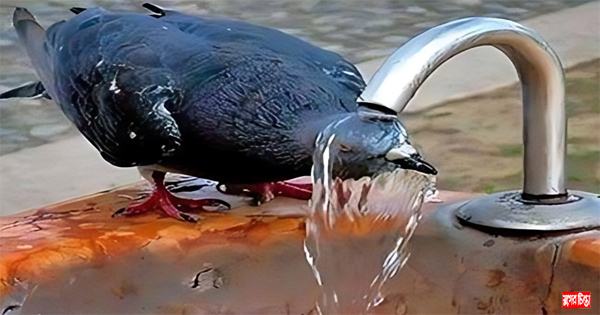 তীব্র তাপপ্রবাহে হিট অ্যালার্ট জারি &nbsp;