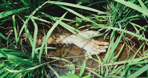 খুনের চারদিন পর পাওয়া গেল কর্তন হওয়া হাত