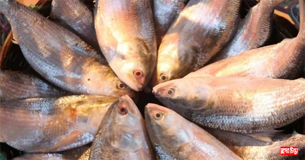 অবশেষে ভারতে যাচ্ছে ইলিশ
