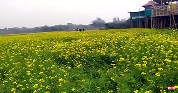 সরিষার হলুদ রঙে ছেয়ে গেছে বন্দরের সাবদী