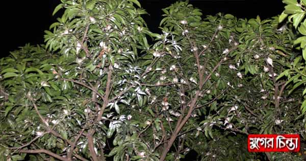 বিস্মিল্লাহ্ ফিলিং ষ্টেশন : চড়ুই পাখির নিরাপদ আশ্রয় স্থান