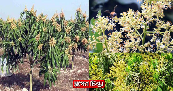 সোনারগাঁয়ে মুকুল ধরে আম ও লিচু গাছগুলো নতুন রূপে সেজেছে&nbsp;