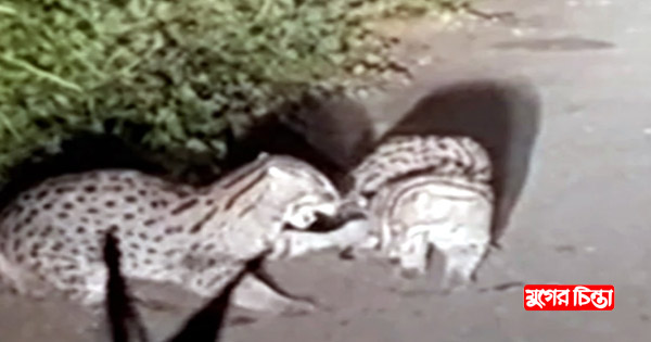 পূর্বাচলে দেখা মিলেছে জোড়া &lsquo;বাঘ&rsquo; শাবকের