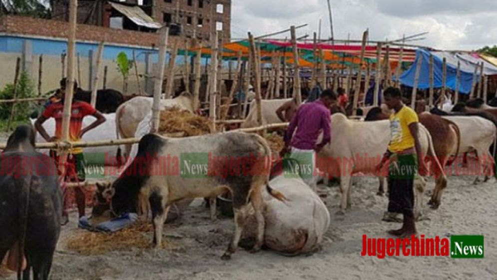 সদর উপজেলায় পশুর হাট নিয়ে সংঘর্ষের আশঙ্কা